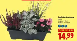 Lidl Jardinière d'automne offre