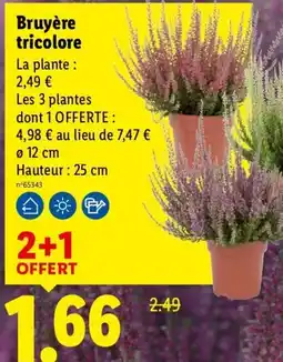 Lidl Bruyère tricolore offre