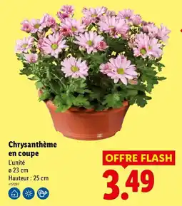 Lidl Chrysanthème en coupe offre