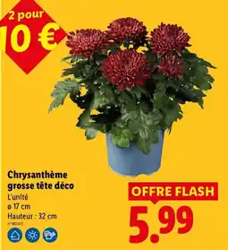 Lidl Chrysanthème grosse tête déco offre