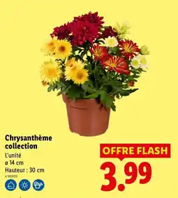 Lidl Chrysanthème collection offre