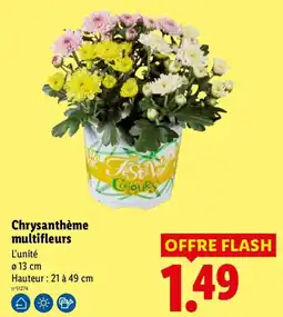 Lidl Festival Colours Chrysanthème multifleurs offre
