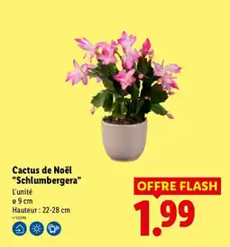 Lidl Schlumbergera Cactus de Noël offre