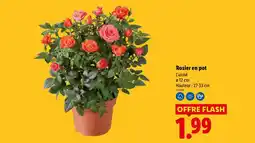 Lidl Rosier en pot offre
