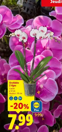 Lidl Orchidée offre