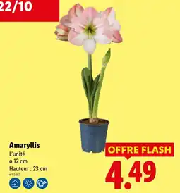 Lidl Amaryllis offre