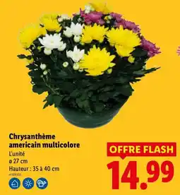 Lidl Chrysanthème américain multicole offre