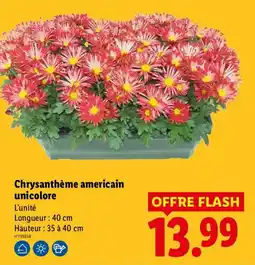 Lidl Chrysanthème américain unicolore offre