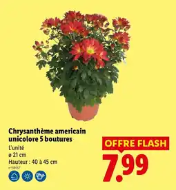 Lidl Chrysanthème américain unicolore offre
