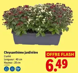Lidl Chrysanthème jardinière offre