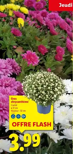 Lidl Gros chrysanthème offre
