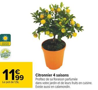 Carrefour Citronnier 4 saisons offre