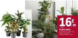 E.Leclerc Brico PLANTE VERTE offre