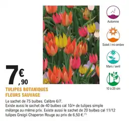 E.Leclerc Brico TULIPES BOTANIQUES offre