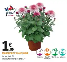 E.Leclerc Brico FLEURS DE FRANCE MARGUERITE D'AUTOMNE offre