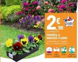 E.Leclerc Brico FLEURS DE FRANCE PENSÉES À GROSSES FLEURS offre