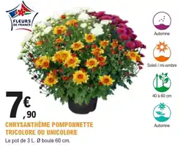 E.Leclerc Brico FLEURS DE FRANCE CHRYsanTHEME POMPONNETTE offre