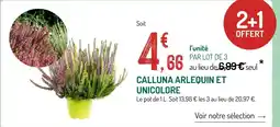 Botanic Calluna Arlequin et Unicolore offre