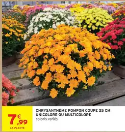 Intermarché Chrysanthème pompon coupe 25 cm unicolore ou multicolore offre