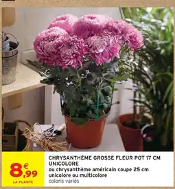 Intermarché Chrysanthème grosse fleur pot 17 cm unicolore offre