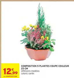 Intermarché Composition 5 plantes coupe couleur 23 cm offre