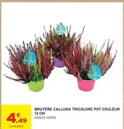Intermarché Bruyère calluna tricolore pot couleur 13 cm offre