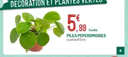Botanic Pilea peperomioides offre