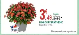 Botanic Mini chrysanthème offre