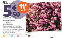 Jardiland Bruyère d'hiver Erica darleyensis offre