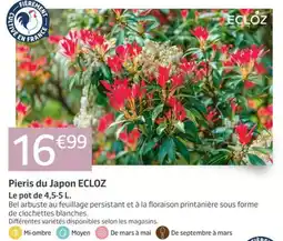 Jardiland ECLOZ Pieris du Japon offre