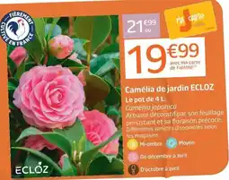 Jardiland ECLOZ Camélia de jardin offre