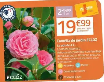 ECLOZ Camélia de jardin