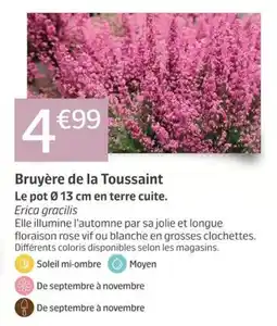 Jardiland Bruyère de la Toussaint offre