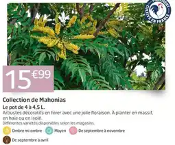 Jardiland Collection de Mahonias offre
