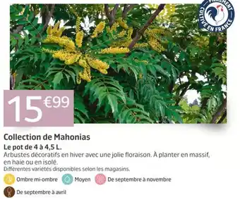 Collection de Mahonias