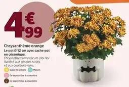 Jardiland Chrysanthème orange offre