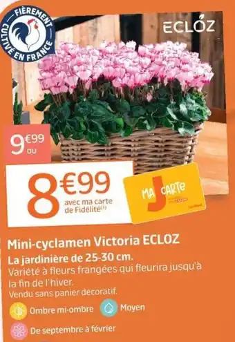 ECLOZ Mini-cyclamen Victoria