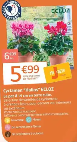 Jardiland ECLOZ Cyclamen "Halios" offre