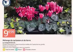 Jardiland Mélange de cyclamen et de lierre offre