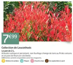 Jardiland Collection de Leucothoés offre