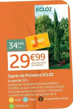 Jardiland ECLOZ Cyprès de Provence offre