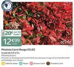 Jardiland ECLÓZ Photinia Carré Rouge offre