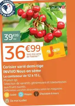 Jardiland INVIVO Cerisier varié demi-tige offre