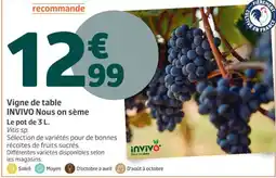 Jardiland INVIVO Vigne de table offre