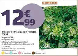 Jardiland ECLOZ Oranger du Mexique offre