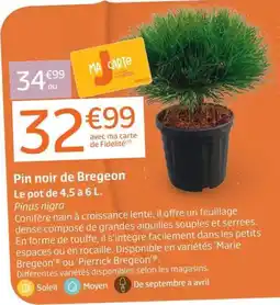 Jardiland Pin noir de Bregeon offre