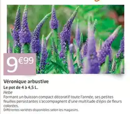 Jardiland Hebe Véronique arbustive offre