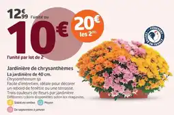 Jardiland Jardinière de chrysanthèmes offre