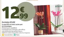 Jardiland Ecloz orchidée offre