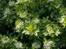 Jardiland Ecloz oranger du mexique en variétés ecloz offre